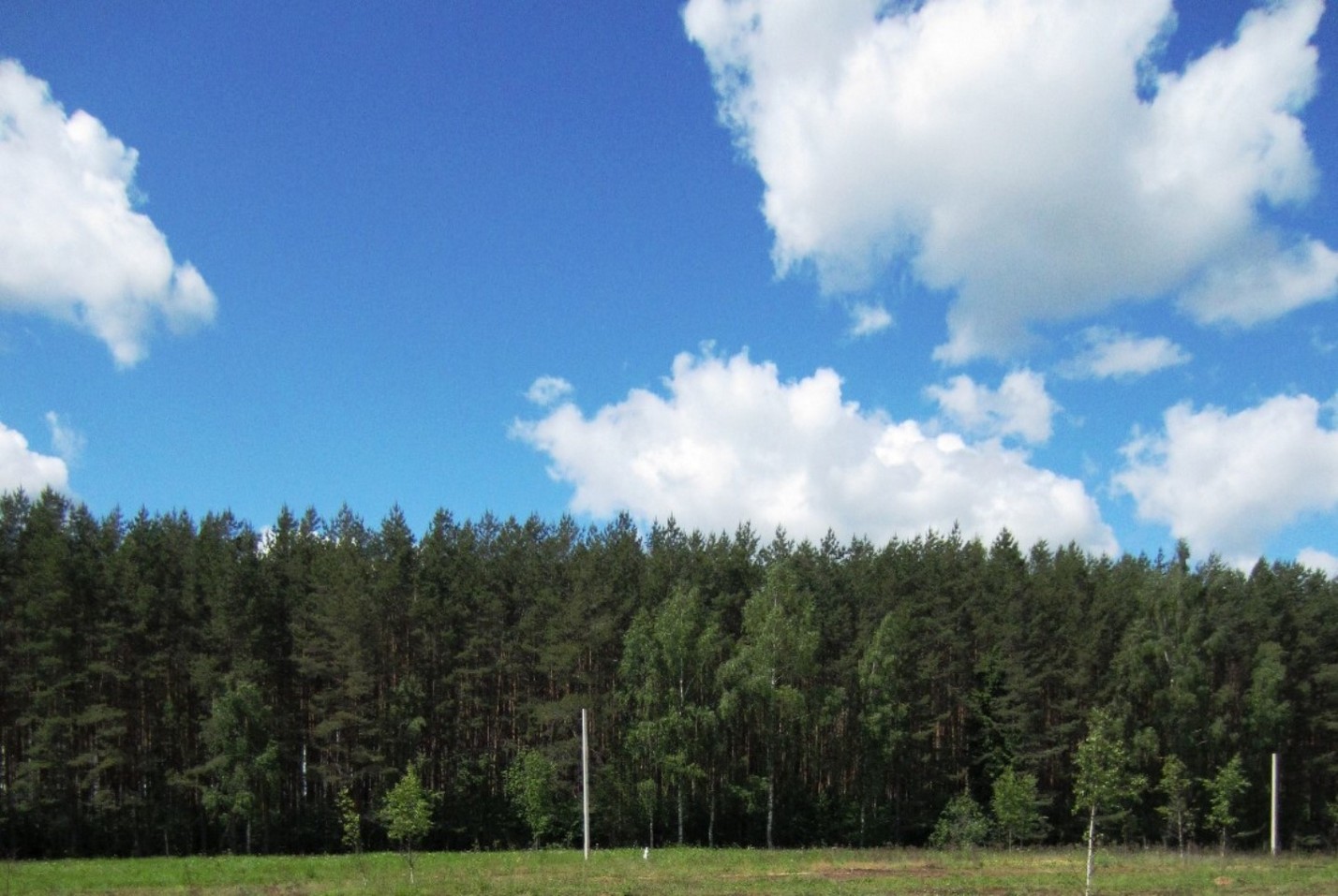Вид из коттеджного посёлка "Прудище" на сосновый лес - июнь 2013 г.
